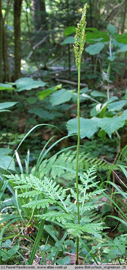 Botrychium virginianum (podejźrzon wirginijski)