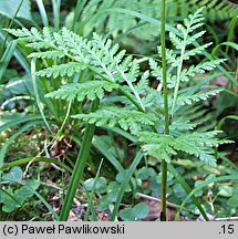 Botrychium virginianum (podejźrzon wirginijski)