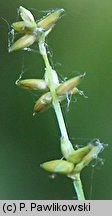 Carex loliacea (turzyca życicowa)