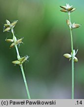 Carex loliacea (turzyca życicowa)