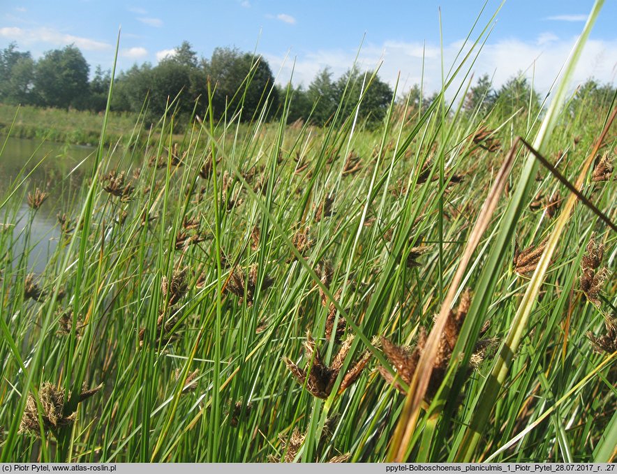 Bolboschoenus planiculmis