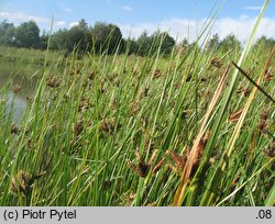 Bolboschoenus planiculmis