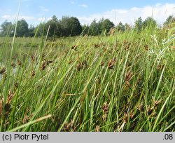 Bolboschoenus planiculmis