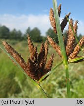 Bolboschoenus planiculmis