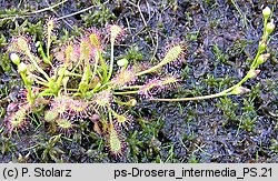 Drosera intermedia