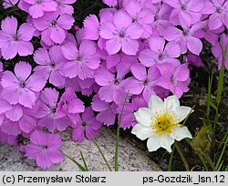 Dianthus nitidus