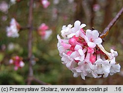 Viburnum farreri (kalina wonna)