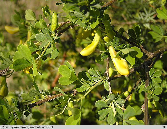 Caragana frutex (karagana podolska)