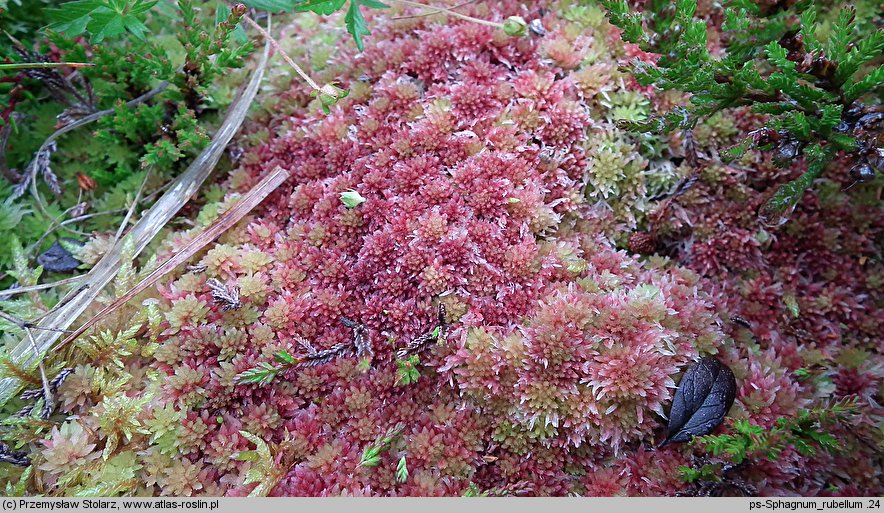 Sphagnum rubellum (torfowiec czerwonawy)