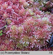 Sphagnum rubellum (torfowiec czerwonawy)