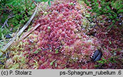 Sphagnum rubellum (torfowiec czerwonawy)