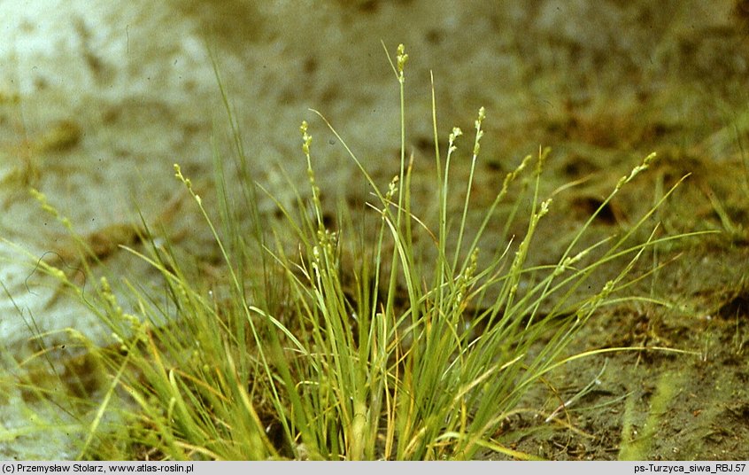 Carex curta