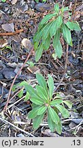 Euphorbia amygdaloides