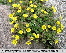 Potentilla incana (pięciornik piaskowy)