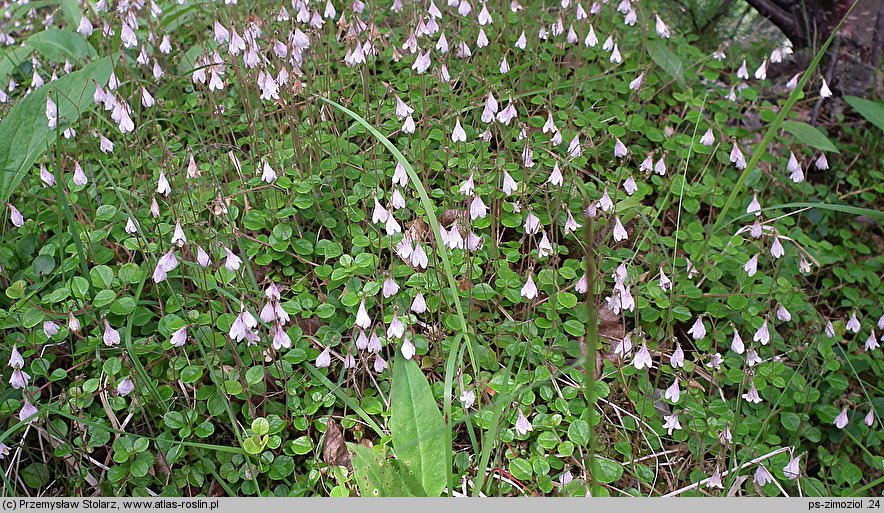 Linnaea borealis (zimoziół północny)