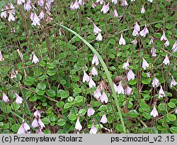 Linnaea borealis (zimoziół północny)