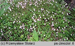 Linnaea borealis (zimoziół północny)