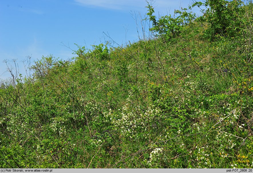 Cerasus fruticosa (wiśnia karłowata)