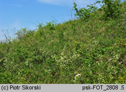 Cerasus fruticosa (wiśnia karłowata)