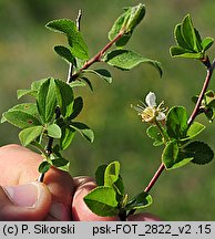 Cerasus fruticosa (wiśnia karłowata)