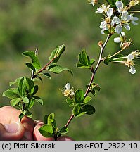 Cerasus fruticosa (wiśnia karłowata)