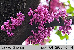 Cercis siliquastrum (judaszowiec południowy)