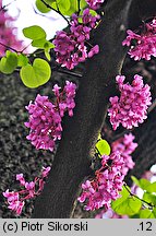 Cercis siliquastrum (judaszowiec południowy)