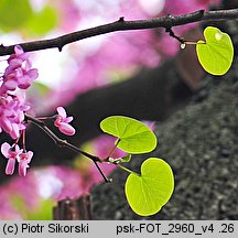 Cercis siliquastrum (judaszowiec południowy)