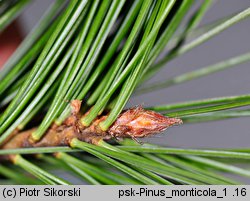 Pinus monticola (sosna zachodnia)