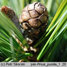 Pinus pumila (sosna karłowata)