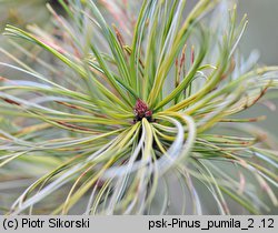 Pinus pumila (sosna karłowata)