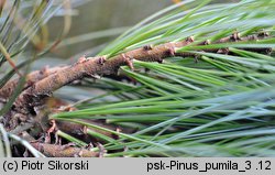 Pinus pumila (sosna karłowata)