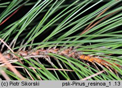 Pinus resinosa (sosna czerwona)