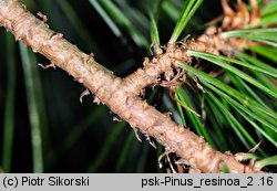 Pinus resinosa (sosna czerwona)