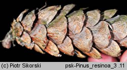 Pinus resinosa (sosna czerwona)