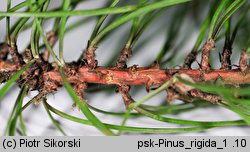 Pinus rigida (sosna smołowa)