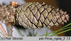 Pinus rigida (sosna smołowa)