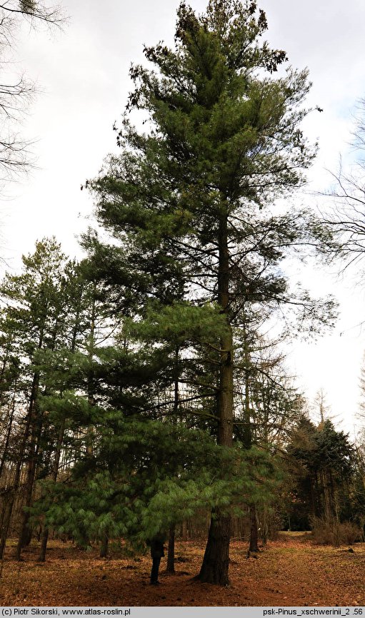 Pinus ×schwerinii (sosna Schwerina)