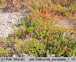 Salicornia europaea (soliród zielny)