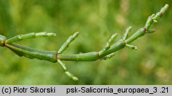 Salicornia europaea (soliród zielny)