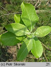 Salix cinerea (wierzba szara)