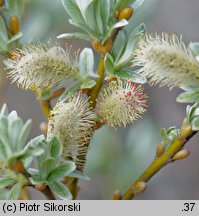 Salix cinerea (wierzba szara)