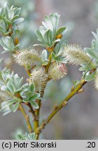 Salix cinerea (wierzba szara)