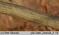 Salix cinerea (wierzba szara)