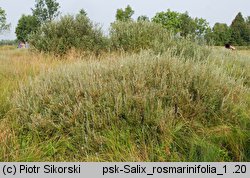 Salix repens ssp. rosmarinifolia (wierzba rokita)