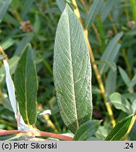 Salix repens ssp. rosmarinifolia (wierzba rokita)