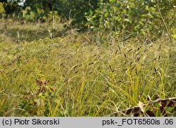 Carex melanostachya (turzyca ciemnokłosa (zwisła))