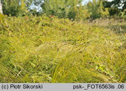 Carex melanostachya (turzyca ciemnokłosa (zwisła))