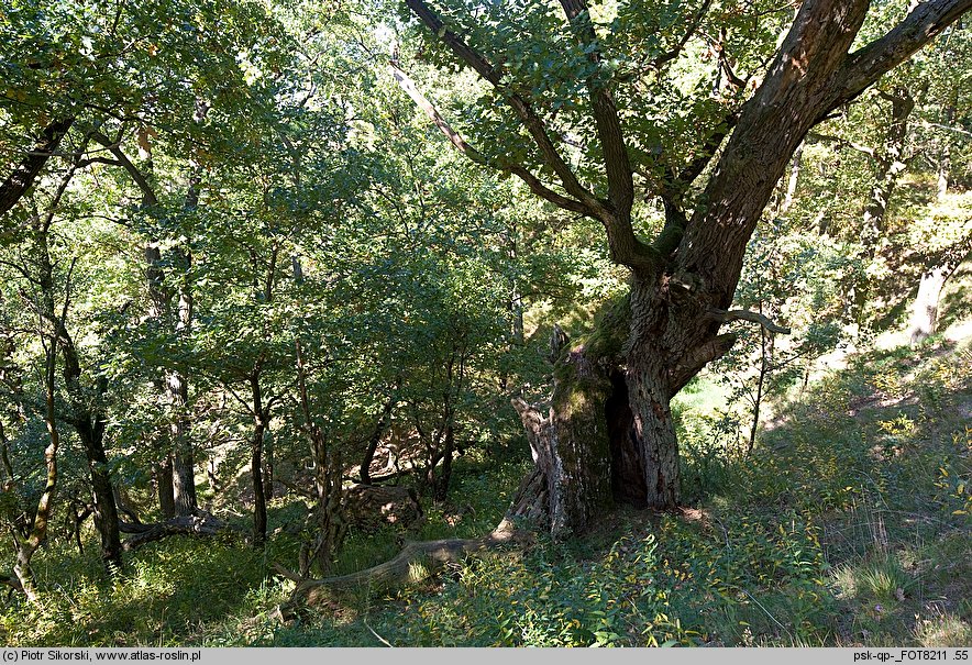 Quercus pubescens (dąb omszony)