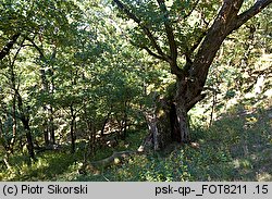 Quercus pubescens (dąb omszony)